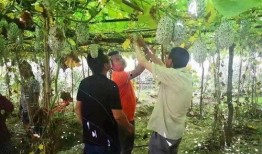 瓜瓜基地,绿色生态农业的璀璨明珠